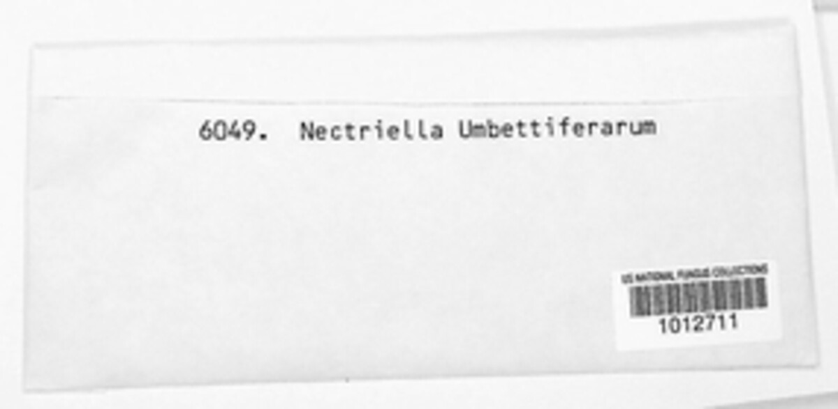 Nectriella umbelliferarum image